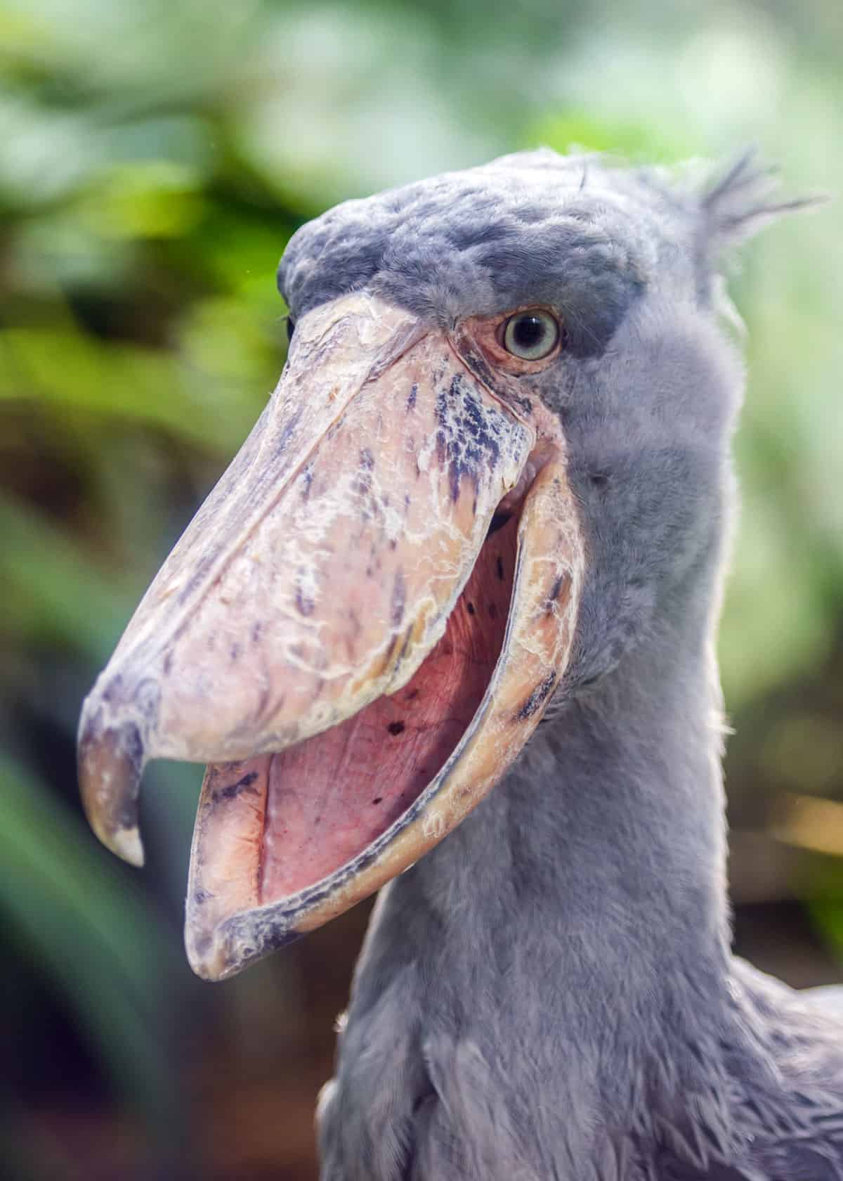 Shoebill stork