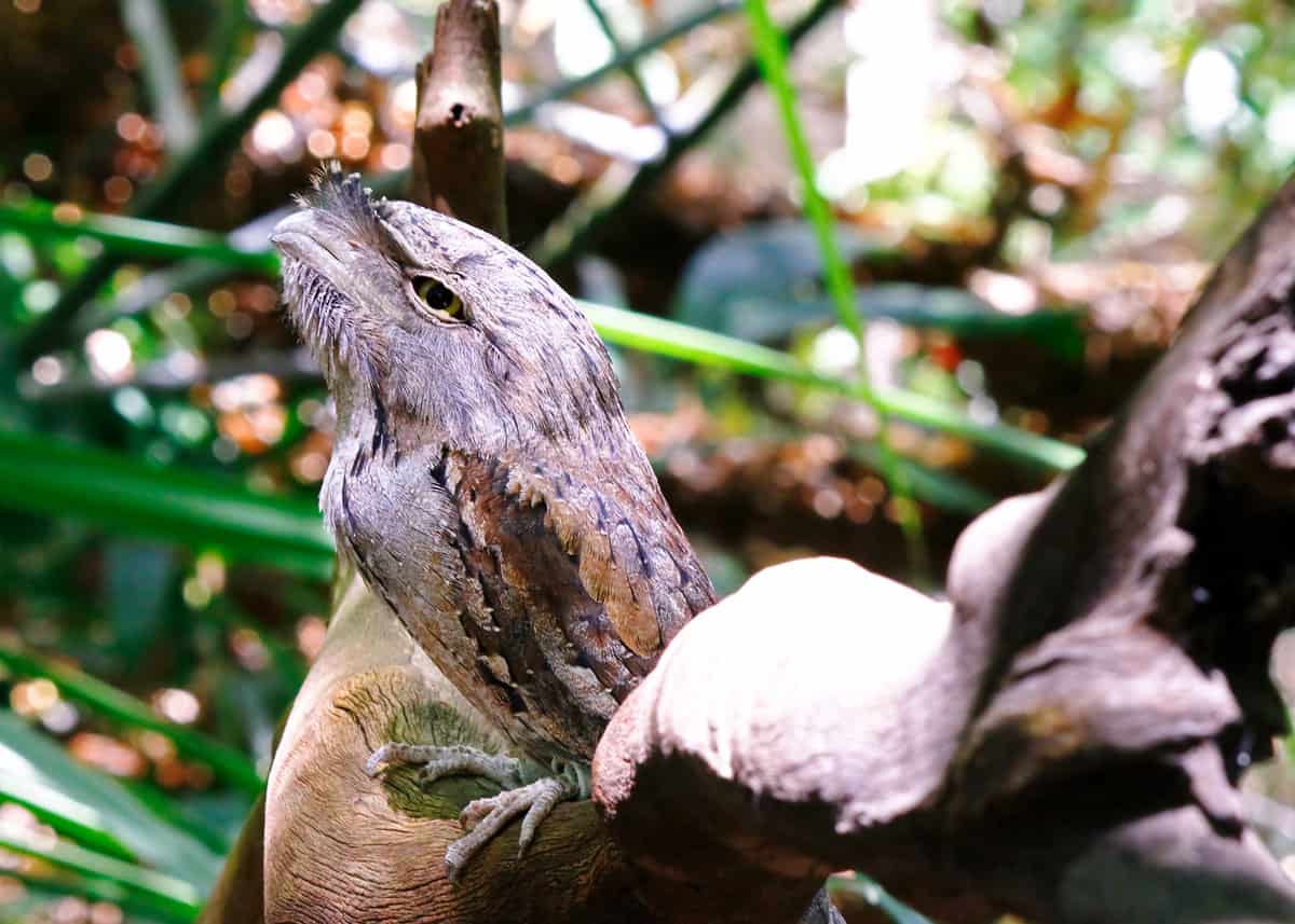 Tawny frogmouth camouflage