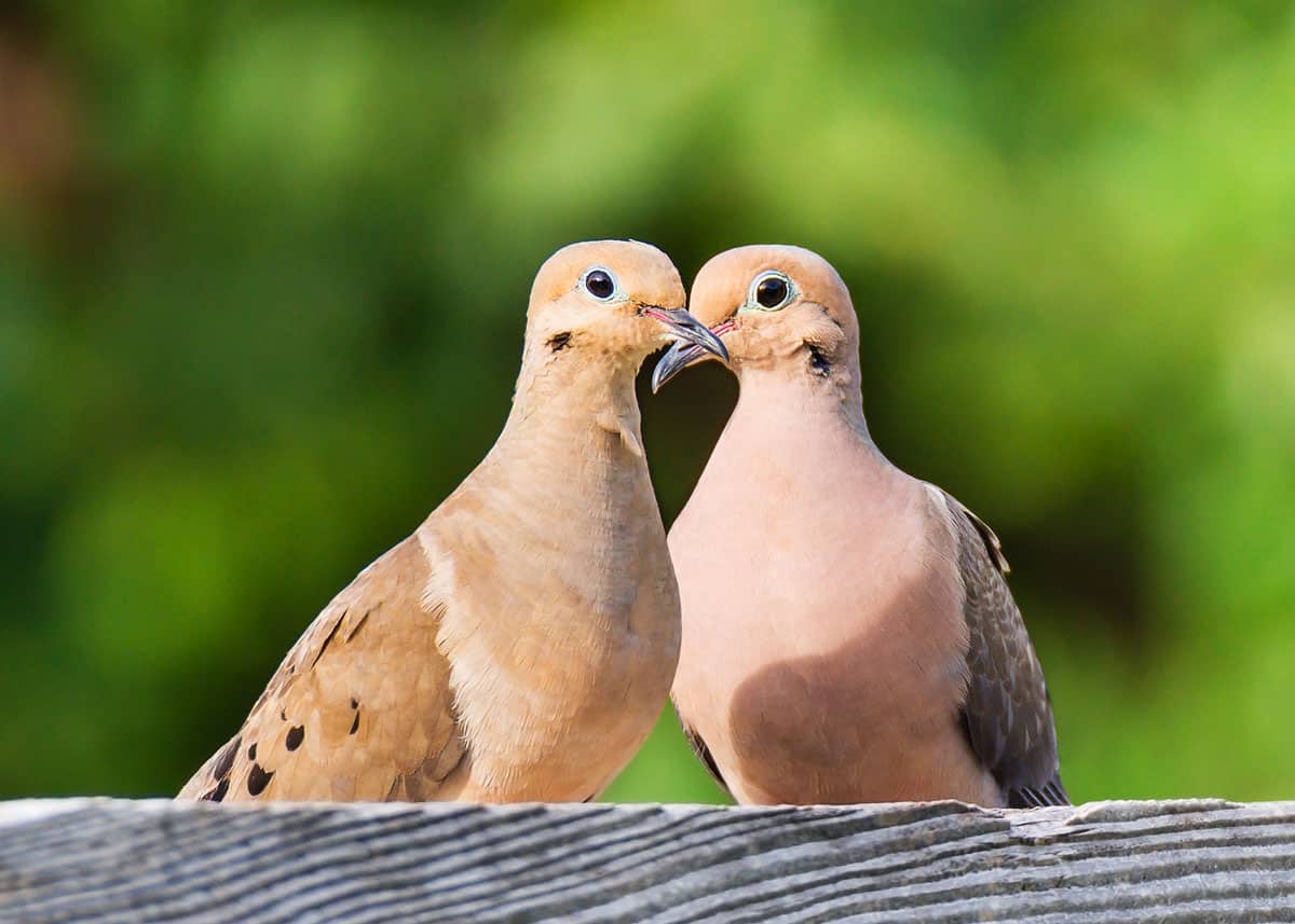 turtle dove couple