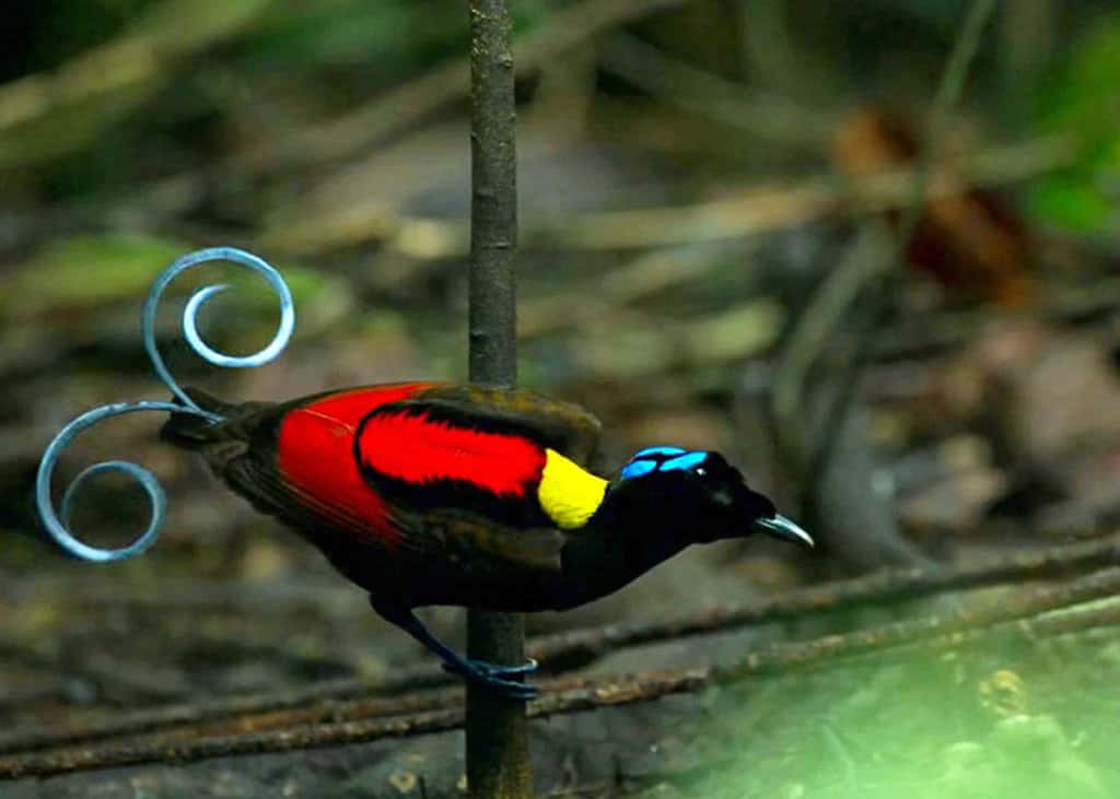 25 Wilson's Bird of Paradise Facts: Indonesia's Diphyllodes respublica ...