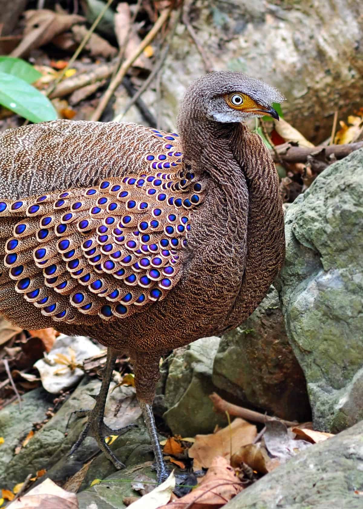 Gray Peacock pheasant Polyplectron bicalcaratum
