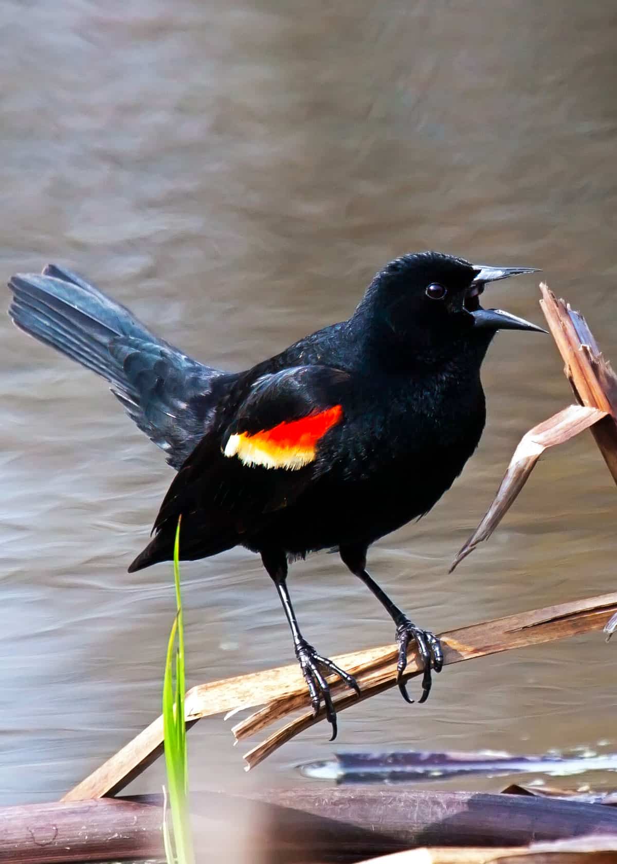 Red Winged Blackbird Agelaius phoeniceus