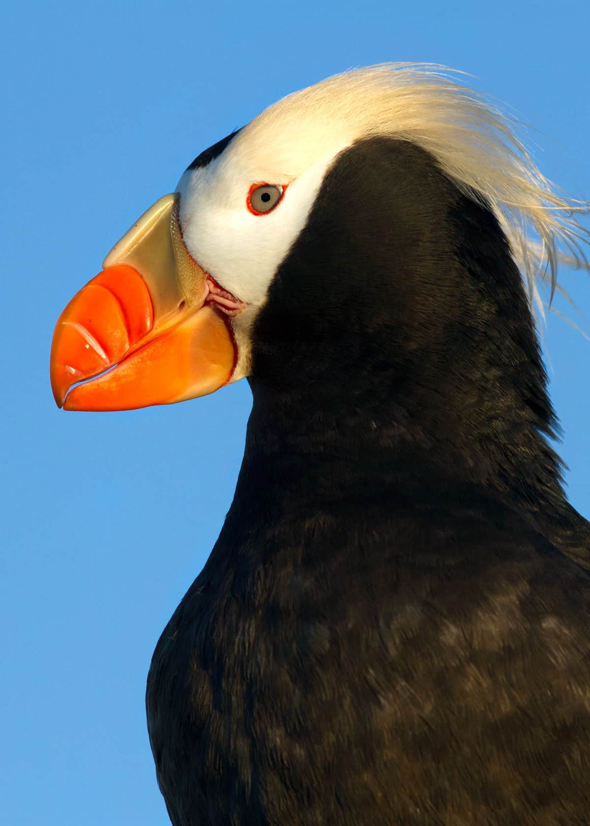 Tufted puffin-Fratercula cirrhata