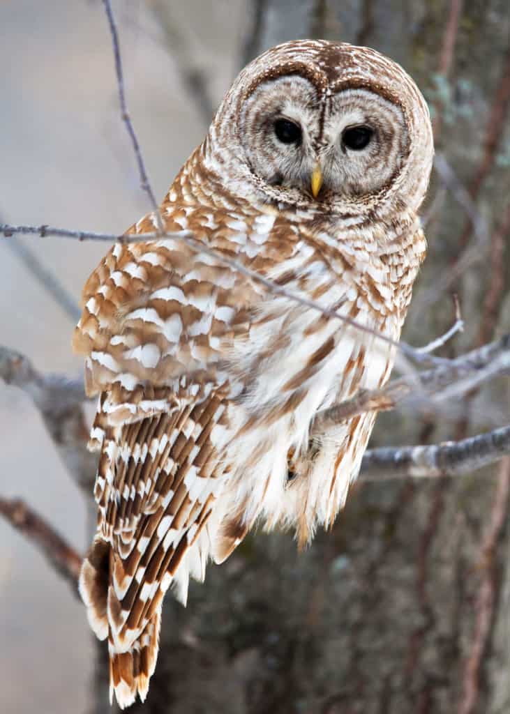 20 Nocturnal Birds That Burn the Midnight Oil (Owls, Nightjars ... and ...