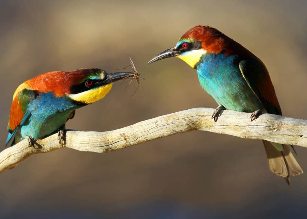 Cool birds European bee-eater couple Merops apiaster