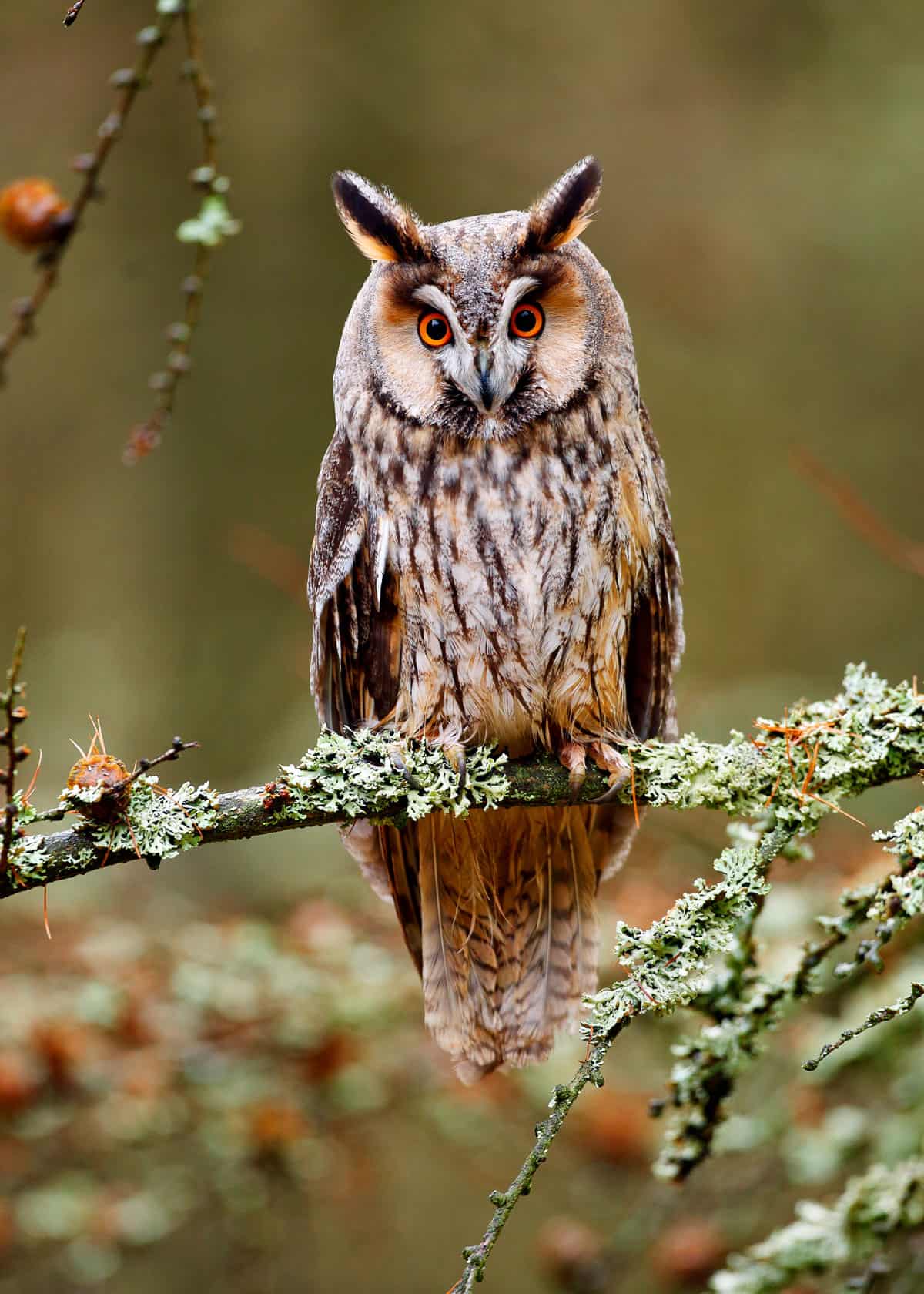 Long eared owl asio otus