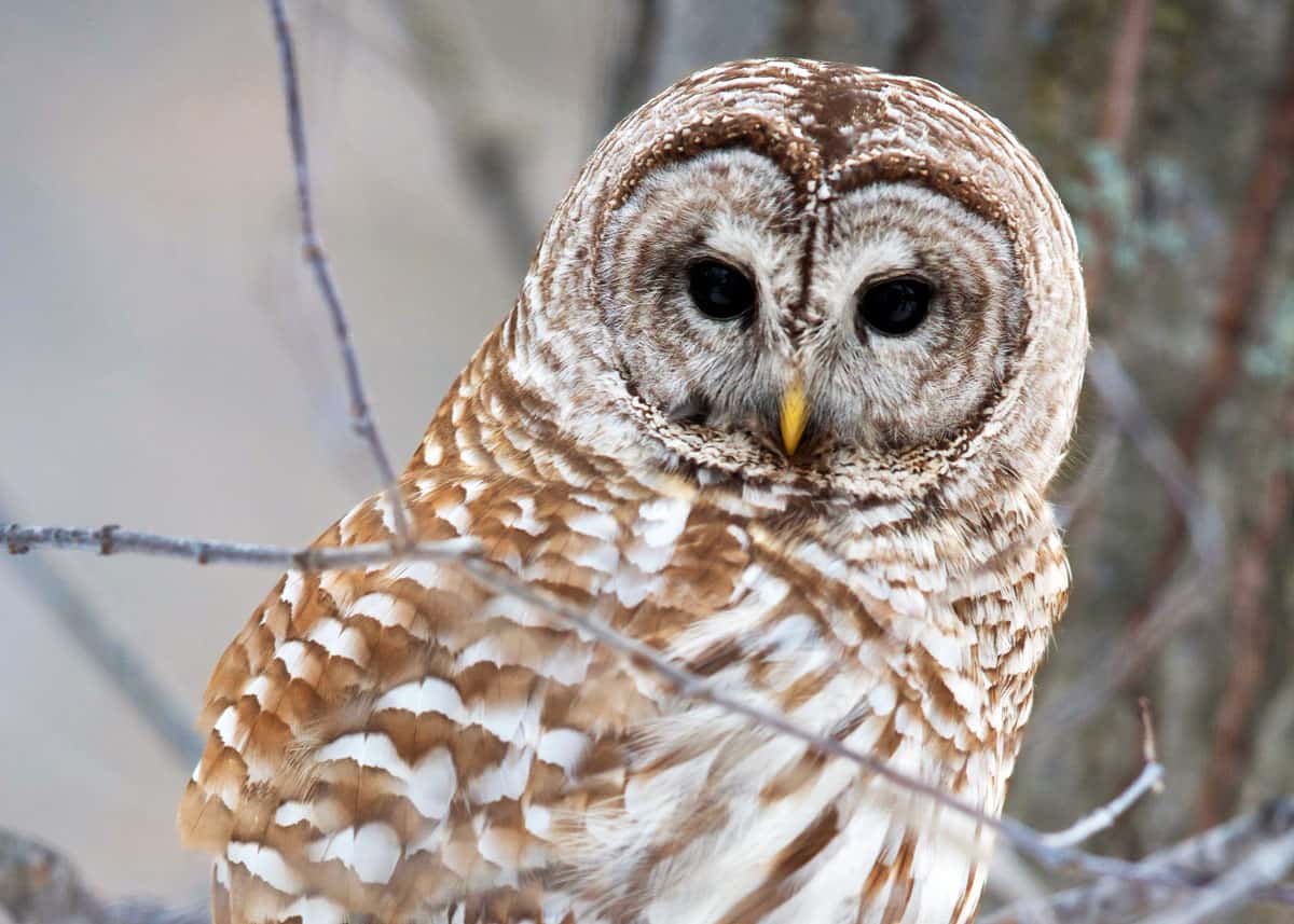 Nocturnal bird barred owl Strix varia